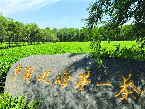 日照御海湾茶博园